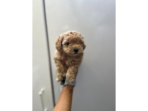 Anne maltipoo baba toy poodle