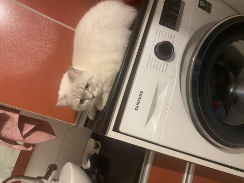 İzmir içi british shorthair