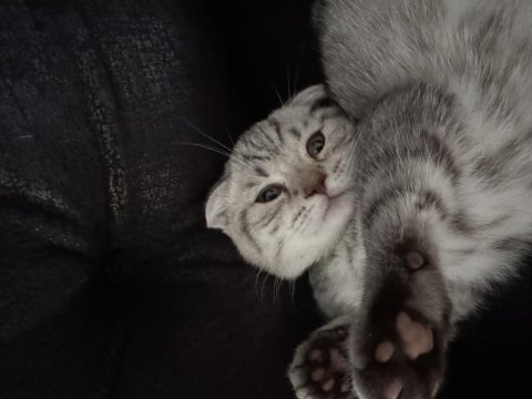 Scottish fold luna kız için yuva arıyoruz