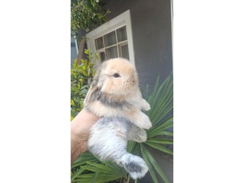 Holanda lop mini lop cuce tavşan yavrulari gonderim var