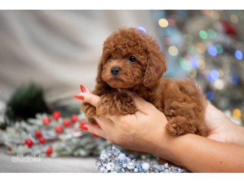 Şecereli anne baba boy garantili orijinal red toy poodle