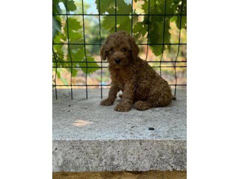 Toy poodle köpeği