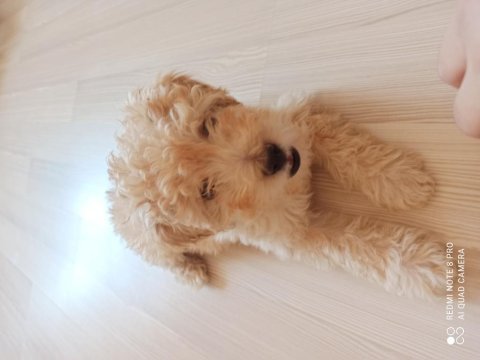 Erkek maltipoo 4 aylık