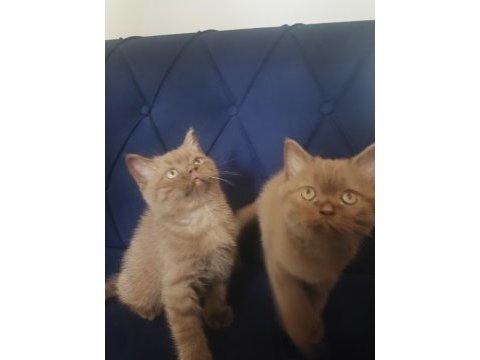 Cinnamon british shorthair