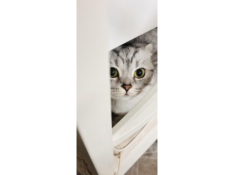 31.10.22 doğumlu dişi scottish kedime lynx point eş arıyoruz