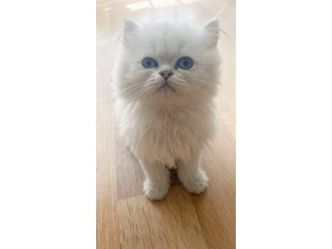 Kaliteli british longhair bebekler