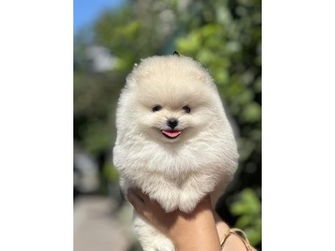 Pomeranian boo köpeğimiz