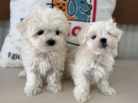 Petmode köpek çiftliğinden kore kan maltese