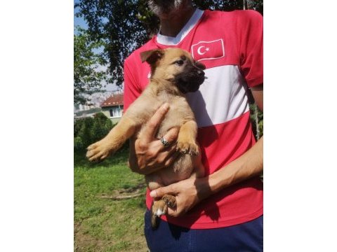 Belçika malinois 2 aylık