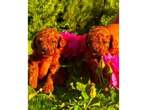 Toy poodle yavruları