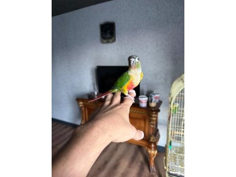 Full evcil 3 aylık erkek konur papağanı