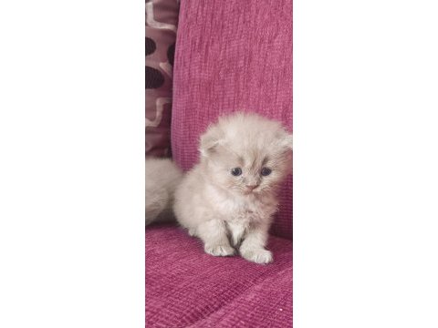 Lila krem rengi 30 günlük yavru kediler