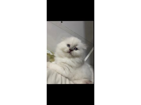 British longhair beyaz yavrumuz