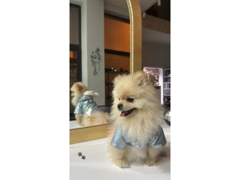 Pomeranian boo köpeği
