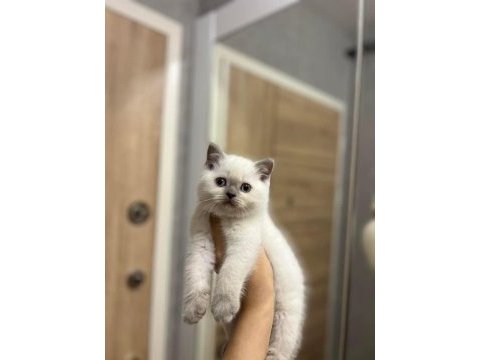 British shorthair blue point yavrularım 