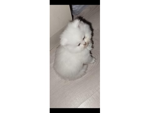Yeni yılın british longhair bebekleri
