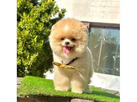 Sevimli pomeranian boo yavrularımız