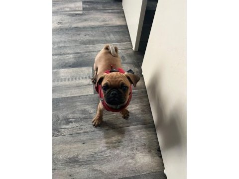 Pug yavru üsküdar