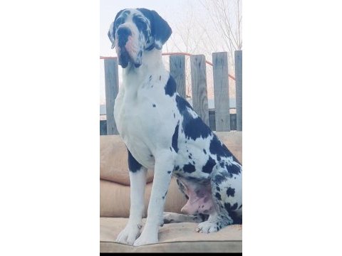 Great dane a şecereli danua