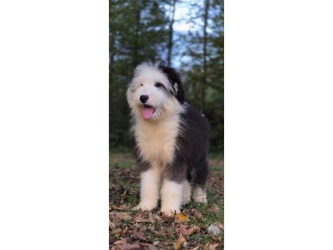 Old eglish sheppdog (bobtail) yavru köpeğimiz