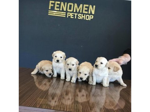 Bebek yüz safkan golden retriever yavrularımız