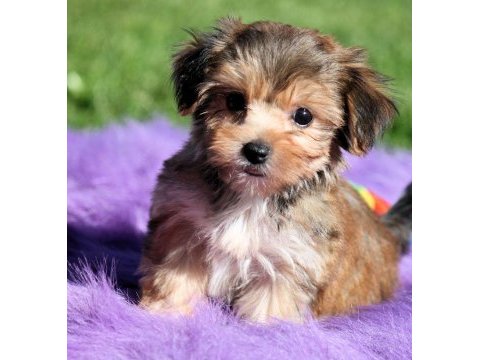 Morkie yavrularımızı canlı görerek alabilirsiniz