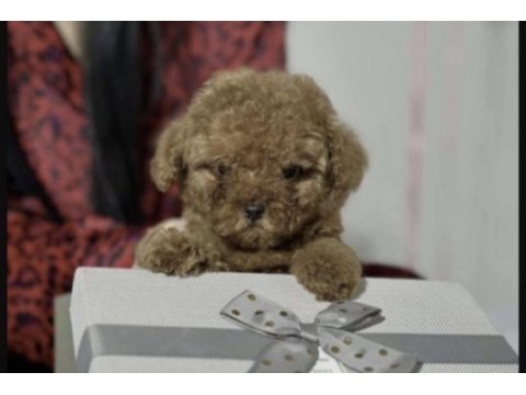 Bakımlı toy poodle
