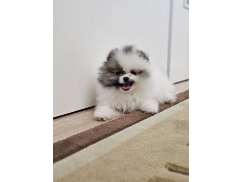 Olağanüstü güzellikte pomeranian