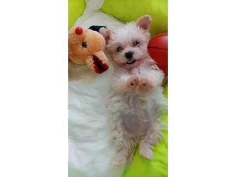 Safkan maltipoo yavruları