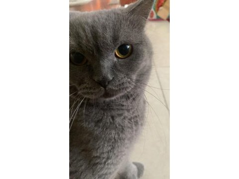 British shorthair 1,5 yaşında