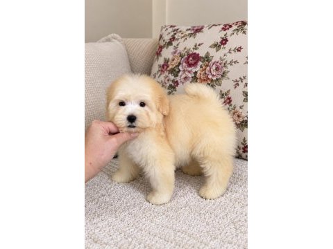Biblo maltipoo