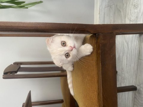 Beyaz scottish fold