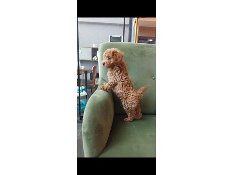 Poodle erkek yavru