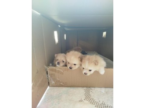 Ayı surat pomeranian boo yavruları