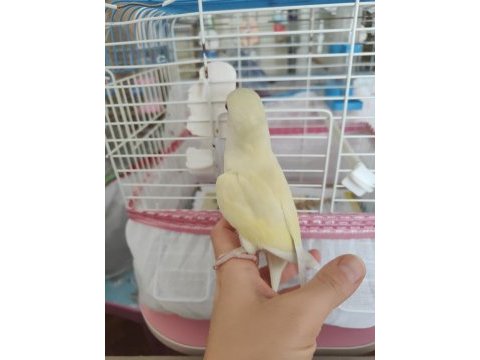 Uysal erkek cremino sevda papağanı
