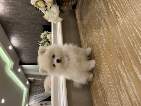Pamuk pomeranian yavruları