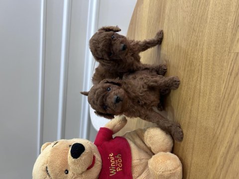 Kore kanı dark red brown poodle yavrular