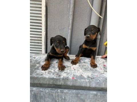 A kalite doberman yavrular