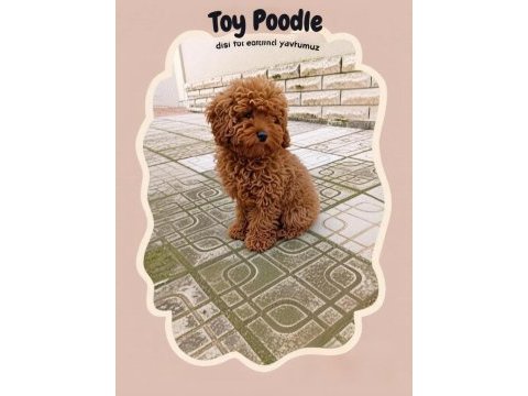 Toy poodle 4 aylık dişi yavrumuz