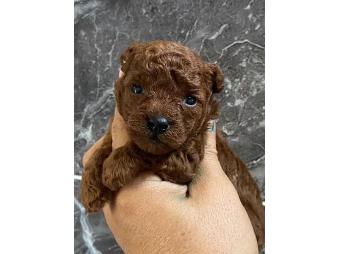 Orjinal minyatür toy poodle yavrular