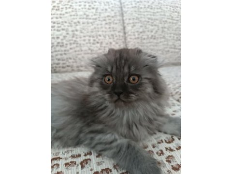 British longhair erkek yavrumuz