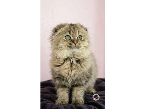 Scottish fold highland golden dişi