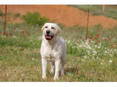Şampiyon anne babadan fcı-kıf şecereli labrador yavru