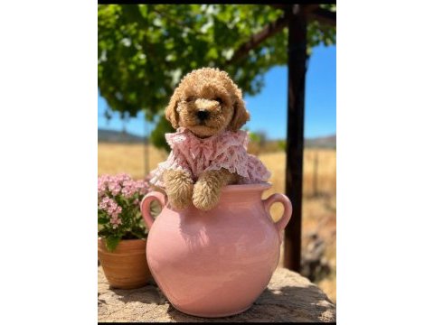 Toy poodle minik şekerler