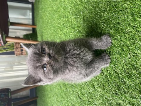 Ayı kafa gri yavru british shorthair