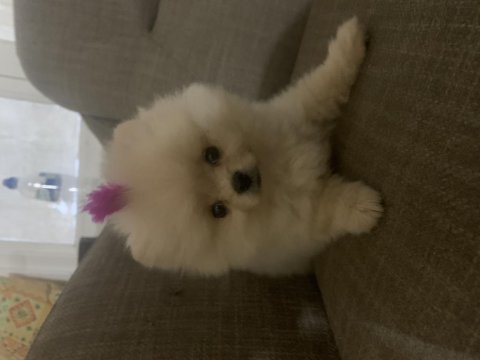 Uygun fiyata verilecek pomeranian