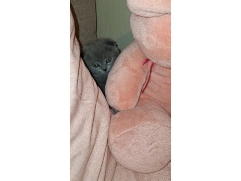 Scottish fold