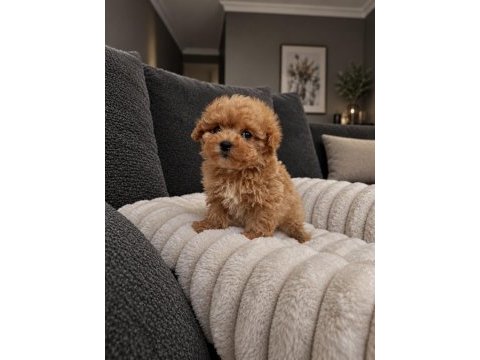 Maltipoo yavrularımız