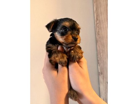 45 günlük terrier yorkshire yavru (baba ve annesi bizde)