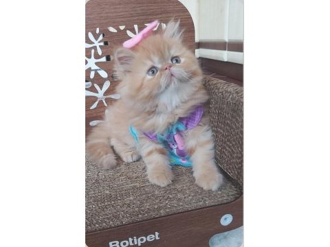 İran exotic longhair bebekler